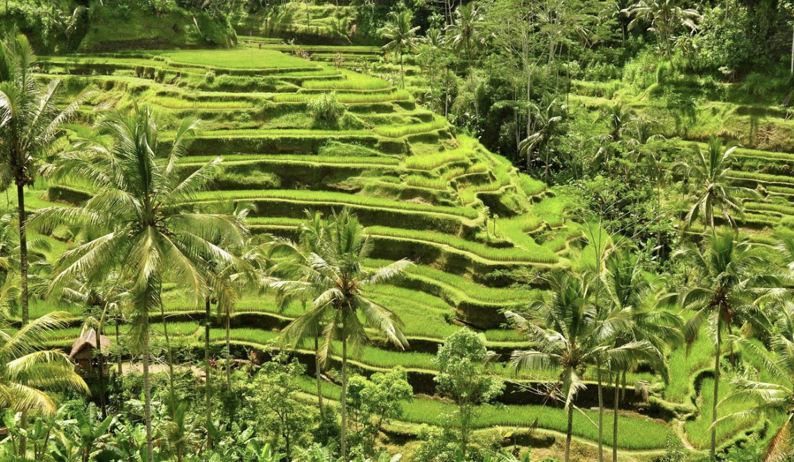 Ubud rice terraces and jungle landscape Bali