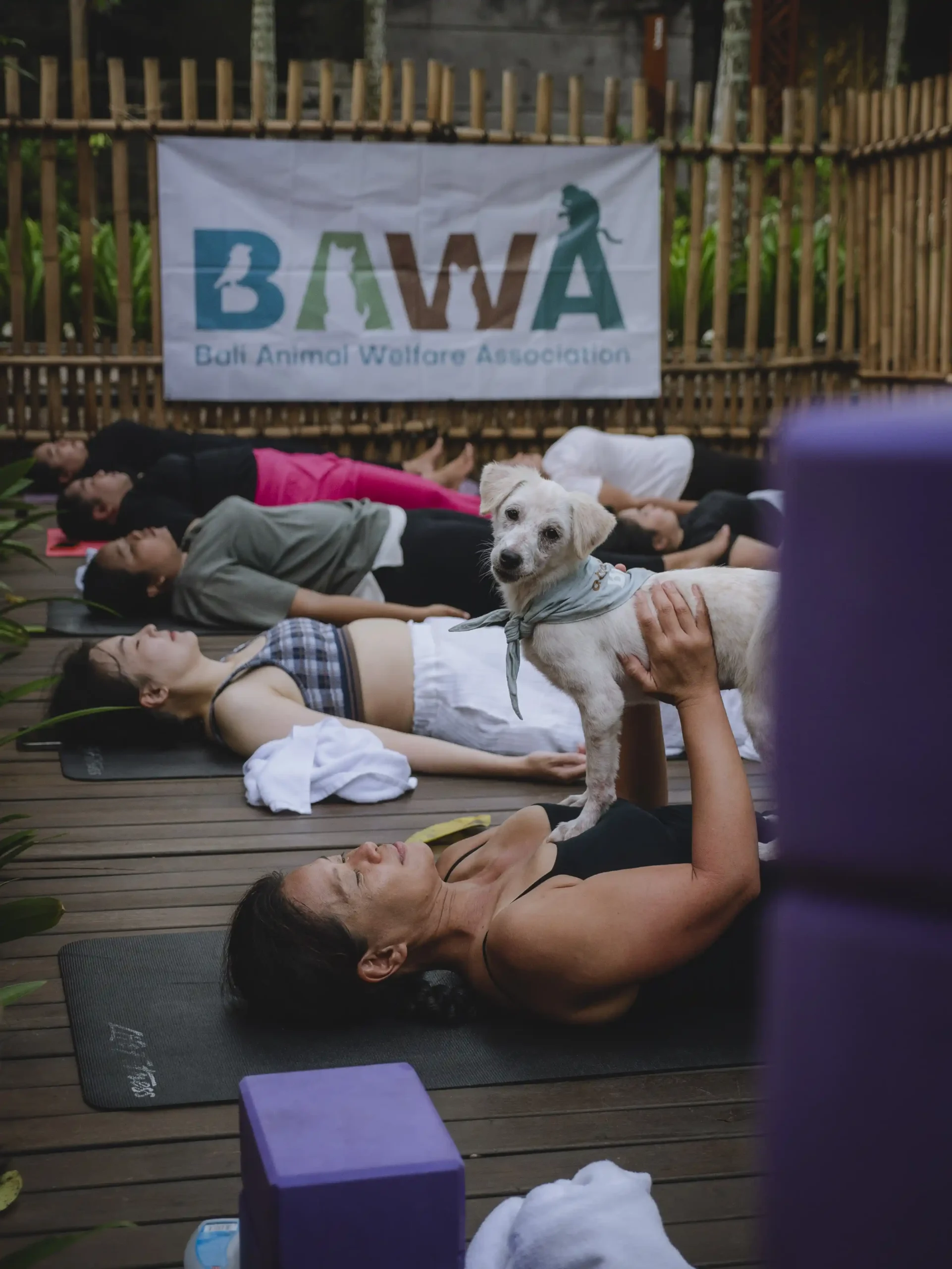 Hotel Indigo Bali Seminyak Beach Extends Seminyak Puppy Yoga With BAWA